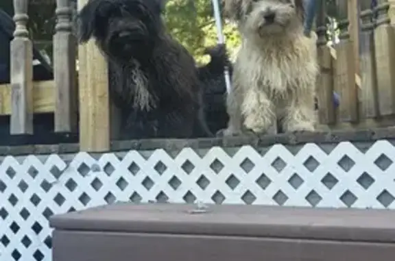 Lost Puppy: Curly Cream & Black in NC
