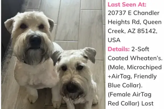 Help Find Our Sweet Lost Dogs in QC!