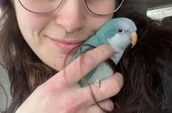 Lost Blue Quaker Parrot on Loomis St