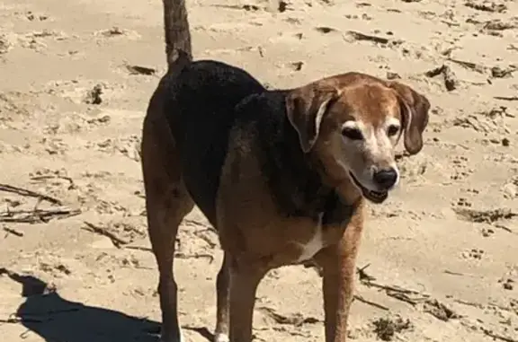 Found dog Virginia Beach, photo: Friendly Dog Found Alone on Virginia Beach