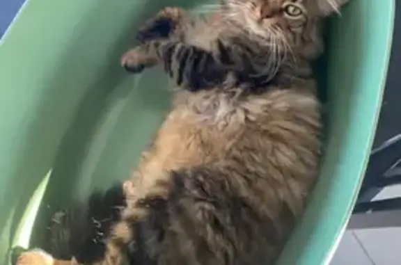 Animaux perdus Cusy, photo: Chat tigré perdu à Cusy, très affectueux