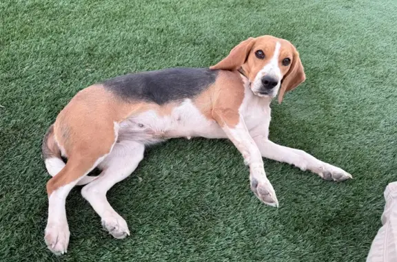 Lost Beagle: Kira in Mayer, AZ