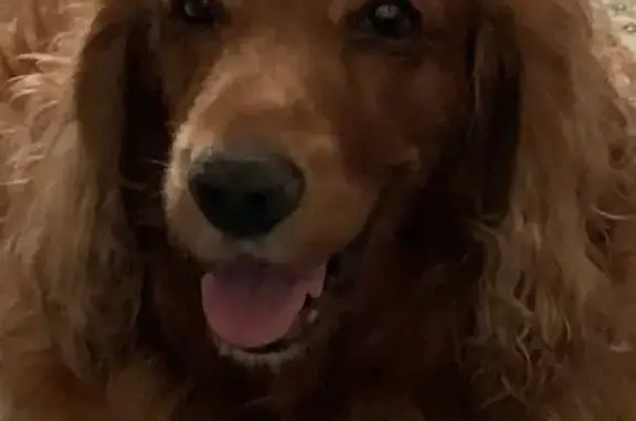 Lost Dog: White Bow on Chest, Cocoa