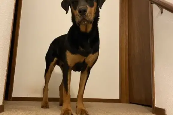 Friendly Tail-less Rottweiler Lost in CA