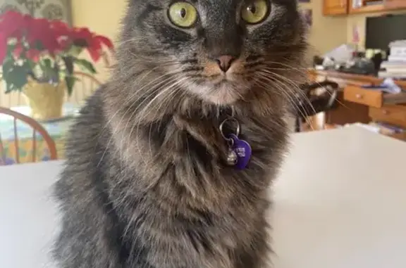 Lost Black Cat: Purple Tag, Bridle Way