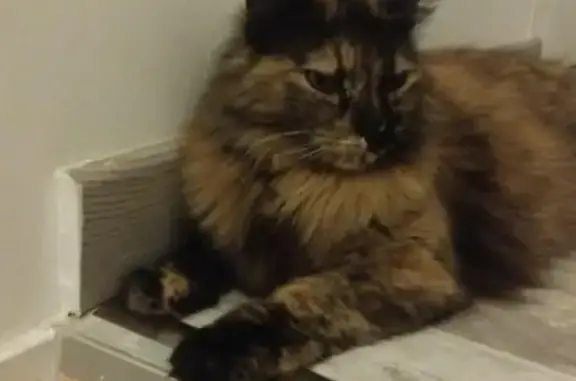 Chatte Écaille perdue à Domérat - photo