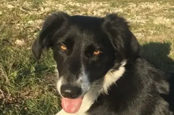 Chien perdu Visan, photo : Chienne perdue à Visan : Milkie, border collie