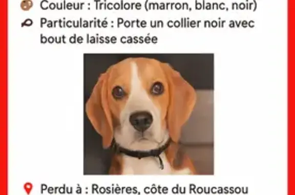 Beagle tricolore perdue à Rosières - photo
