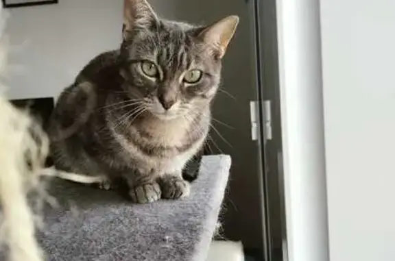 Chatte Grise Tigrée Perdue à Lorient - photo