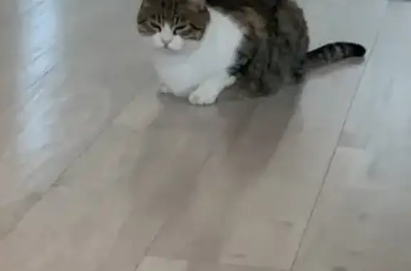Chat trouvé câlin à Nice - photo