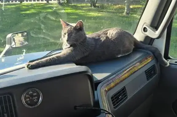 Lost Cat: Gray Fur, South Boston Area