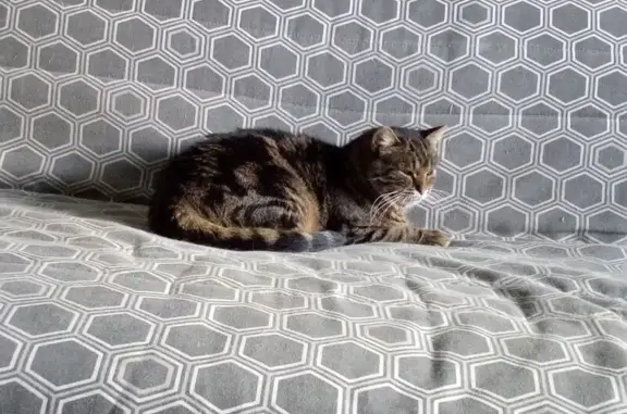 Animaux perdus Vigeois, photo: Chat tigré perdu à Vigeois