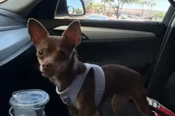 Lost Chihuahua: Brown, Blue Collar, Chandler