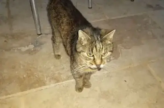 Animaux trouvés Salernes, photo: Chatte trouvée avec collier jaune à Salernes