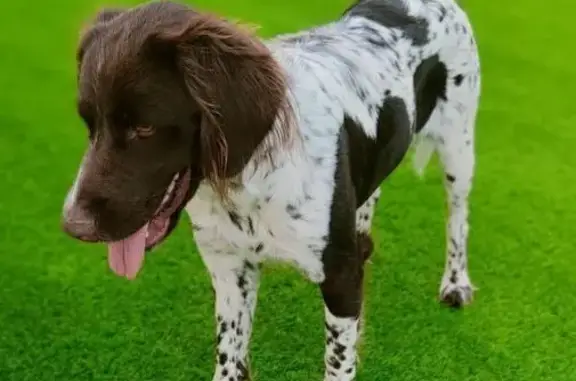 Chien perdu Cognac, photo : Épagneul blanc/marron perdu à Cognac