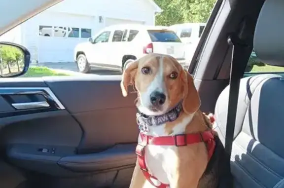 Lost Dog: Tri-Colored Darlin Missing