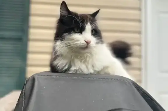 Missing cat , photo: Lost: Black & White Cat in Mechanic Falls
