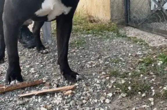 Chien noir et blanc trouvé à Châtellerault - photo