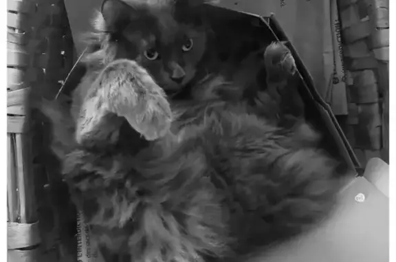 Animaux perdus La Baule-Escoublac, photo: Chat gris mâle perdu, La Baule-Escoublac