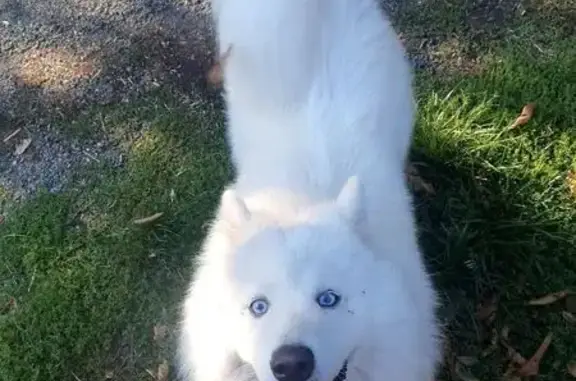 Chien mâle blanc trouvé à Castans - photo
