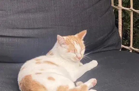 Chatte perdue: Floky, blanche tachetée, Cormelles - photo