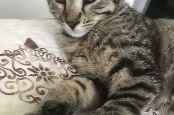 Animaux perdus Saint-Jean-de-Moirans, photo: Chatte tigrée perdue à Saint-Jean-de-Moirans