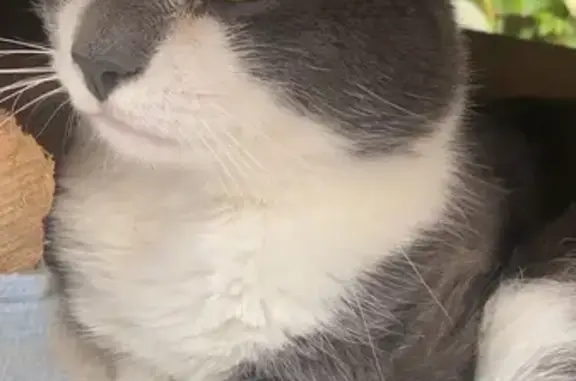 Chat perdu à Bellevaux : Nono, gris et blanc - photo