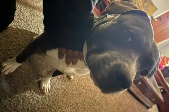 Lost Small Gray & White Dog in Ferndale