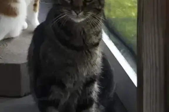 Lost Grey Tiger Cat: Squeaks, No Meow