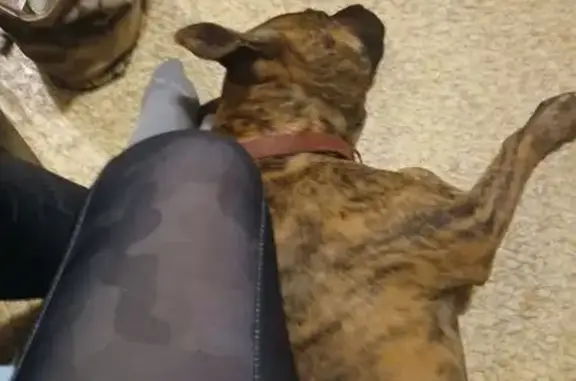 Lost Brindle Dog Near Warminster, VA