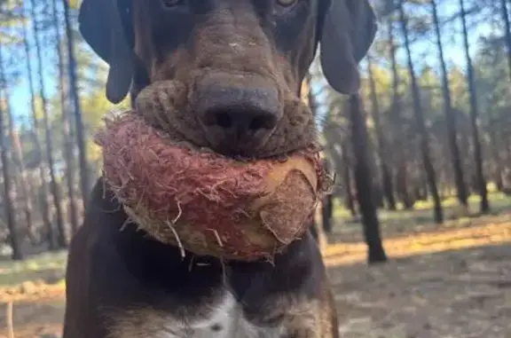 Lost Catahoula Hound Near Carson City