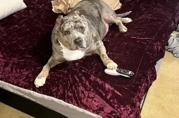 Lost Blue Merle Dog: Help Find Him!