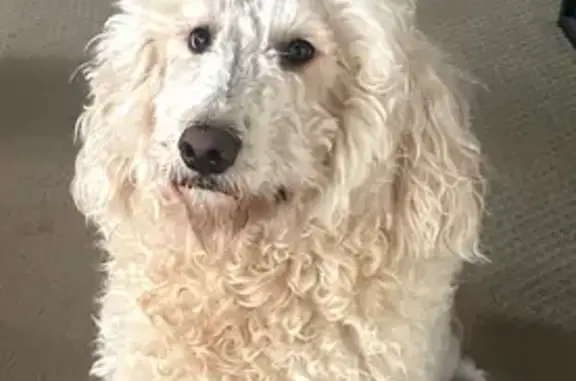 Lost Golden Doodles: Bear & Dolly in Loganville