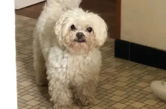 Chien trouvé Tarnos, photo: Bichon maltais blanc sourd perdu à Tarnos