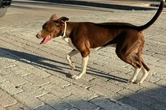 perro perdida, Madrid