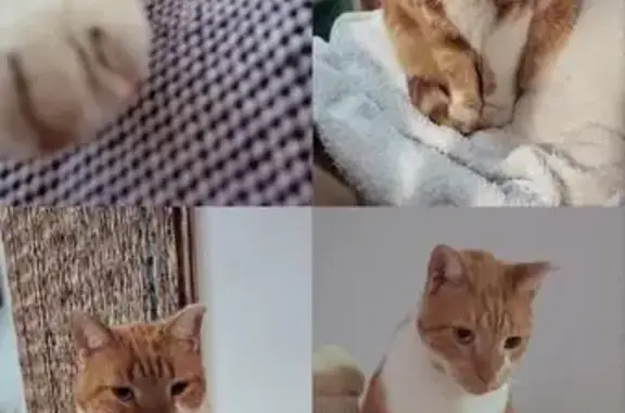 ¡Gato Perdido en Manacor! Grande y Robusto