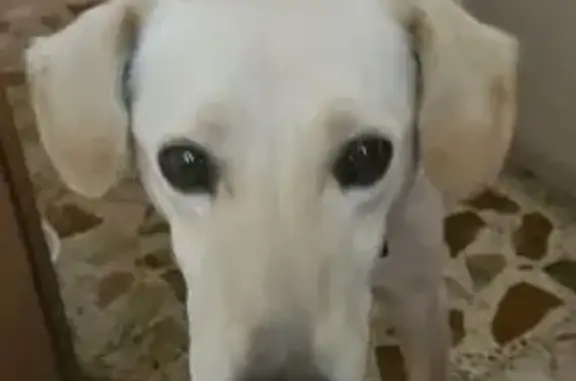 Perro Beige Encontrado: Amable...