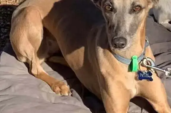 Lost Champagne Dog in Toolangi, VIC