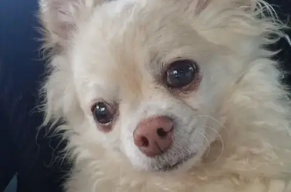 Chien perdu : Eliot, chihuahua beige à Somain - photo