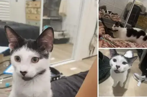 Missing cat Sydney, photo: Lost Cat: Unique Heart Nose in Sydney