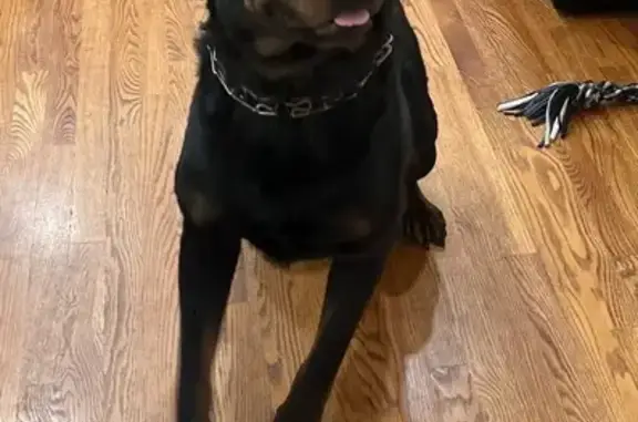 Lost and found pets Aurora, photo: Lost Rottweiler: No Tail, East Orchard Rd