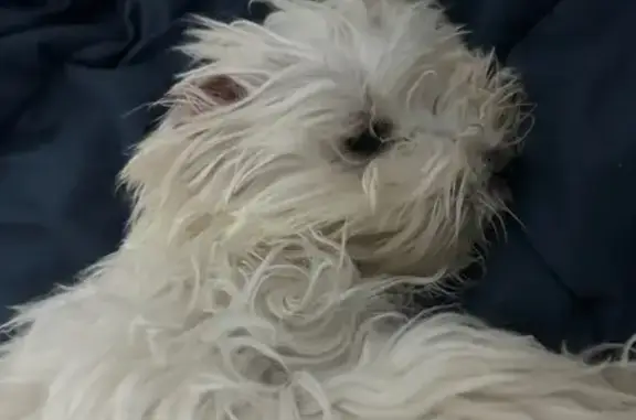 Missing dog , photo: Lost Fluffy Maltese Puppy in Inner West