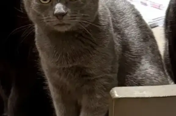Sassy Sage: Lost Cat on Lynnwood Ave