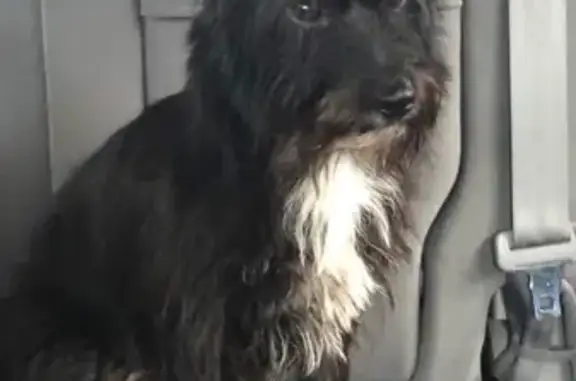 Lost Dog in Algoma: Black with White Patch