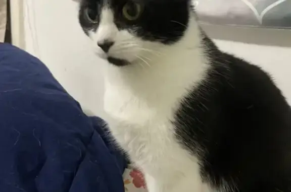 Lost Tuxedo Cat 