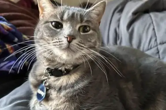 Lost pets , photo: Lost Gray Tabby: Diffin Rd, Cicero