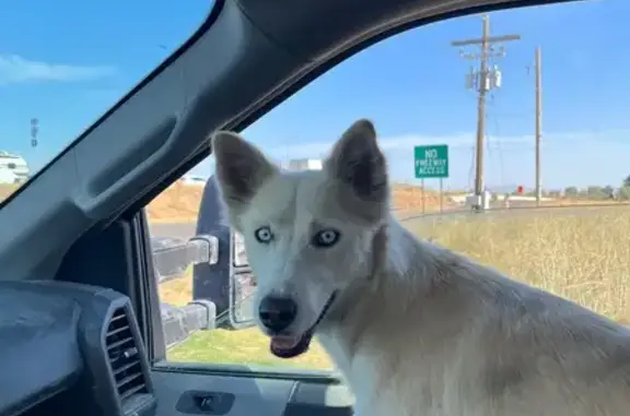 Found Dog in Lake Point, Utah
