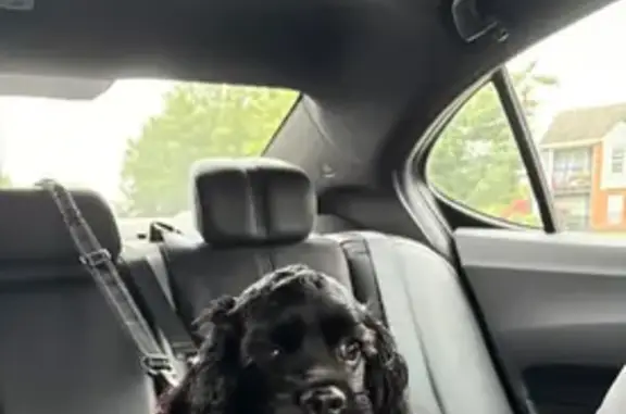 Lost Cocker Spaniel in Powhatan, VA