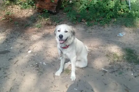 Friendly White Dog Lost on Whitcomb St