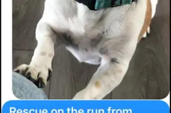 Lost Chihuahua Mix: Buddy in Pinconning